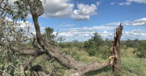 Tornado’ strikes the Manyeleti