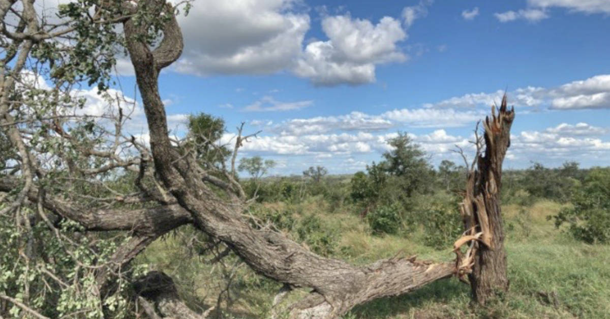 Tornado’ strikes the Manyeleti