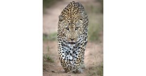 how to improve your wildlife photography