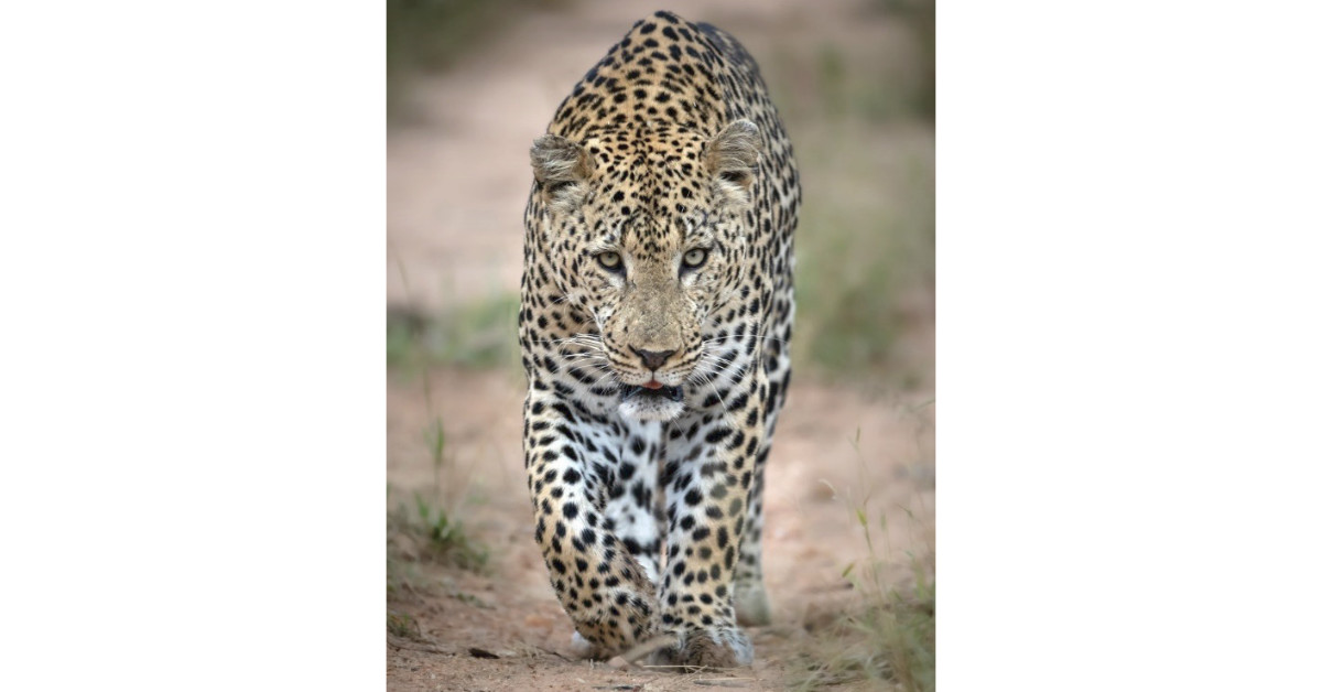 how to improve your wildlife photography
