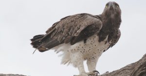 martial eagle