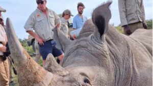 Professor James Larkin researching the use of radioactive isotopes in combating rhino poaching