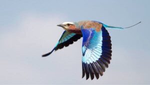 Lilac breasted roller in flight