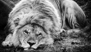 Sleepy male lion