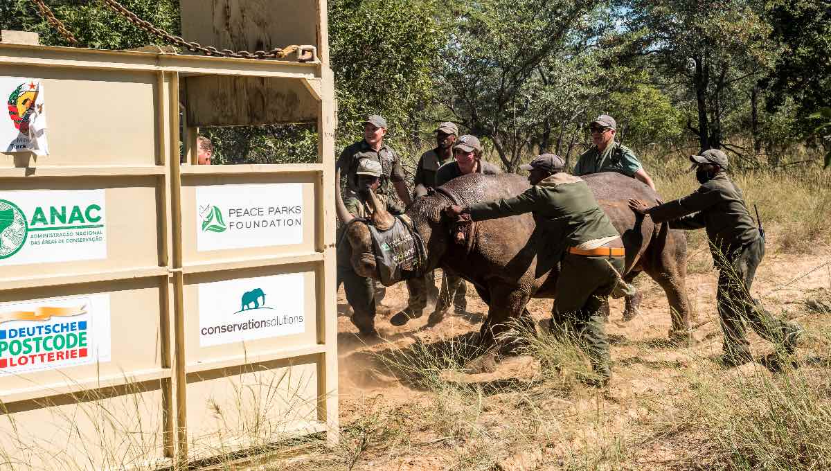 Manketti Black Rhino Crating