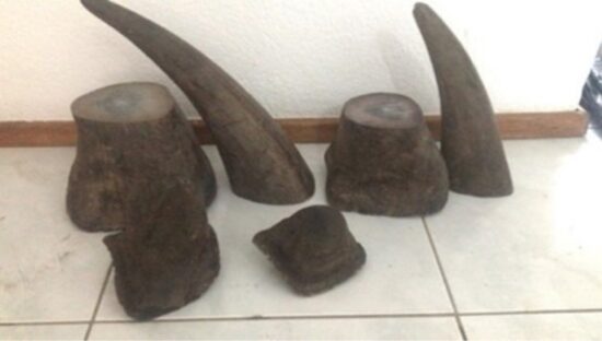 Some of the horns allegedly offered for sale by Teo Boon Ching. (Photo: US Department of Justice)