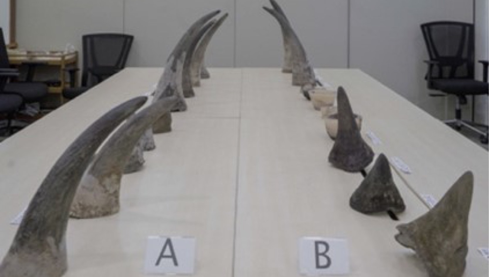 Seized rhino horns in Singapore. (Photo: National Parks Board of Singapore)