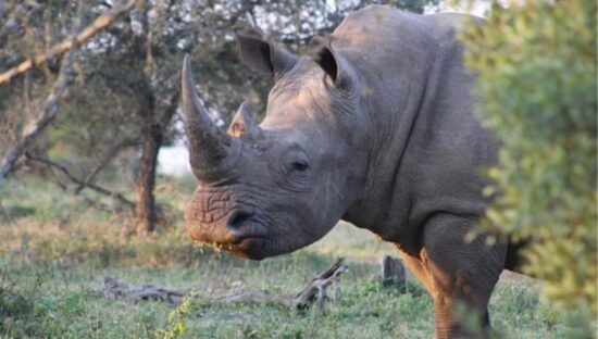 A white rhino in Hluhluwe-iMfolozi Park, KwaZulu-Natal. (Photo: Tony Carnie)