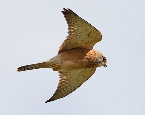 Rock Kestrel - Warwick Tarboton