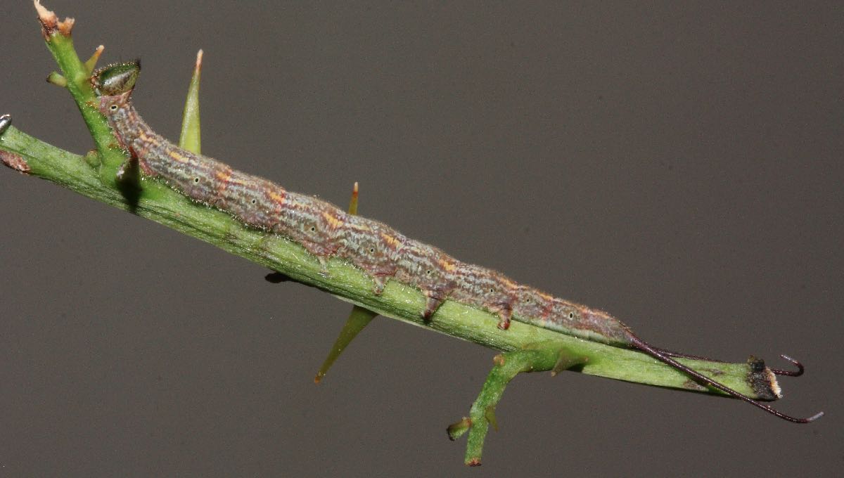 Caterpillar rearing - a new adventure - Kruger2Canyon