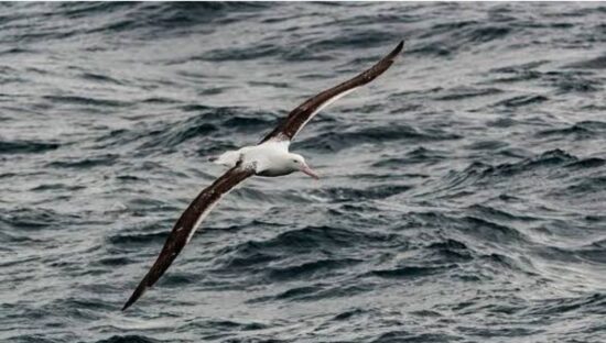 Wandering Albatross - Tony Dodds