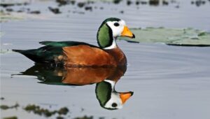African Pygmy Goose - Tom Ennis [15]