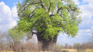 The Upside Down Tree – the Baobab - Adansonia digitata
