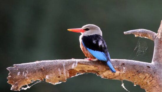 Grey-headed Kingfisher - a common summer migrant at Marataba - Josh Carlton[100]
