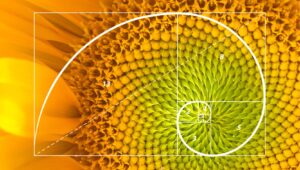 fibonacci spiral on sunflower