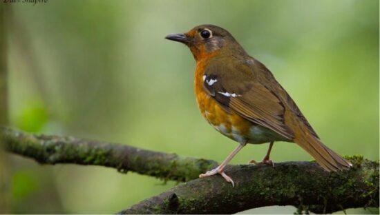 Orange Ground Thrush - found in the forests of MagoebaskloofDubi Shapiro[95]