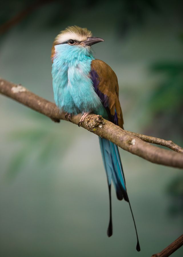 Racket-tailed Roller - a speciality of Northern Kruger -John Edwards [36]