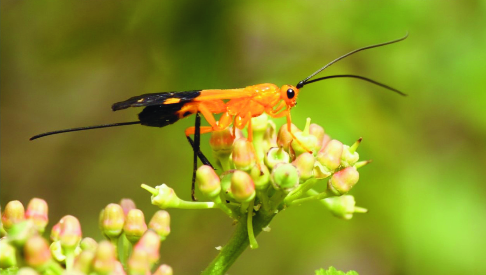 Pleasures and frustrations of caterpillar rearing - Kruger2Canyon