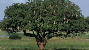 Kigelia Africana