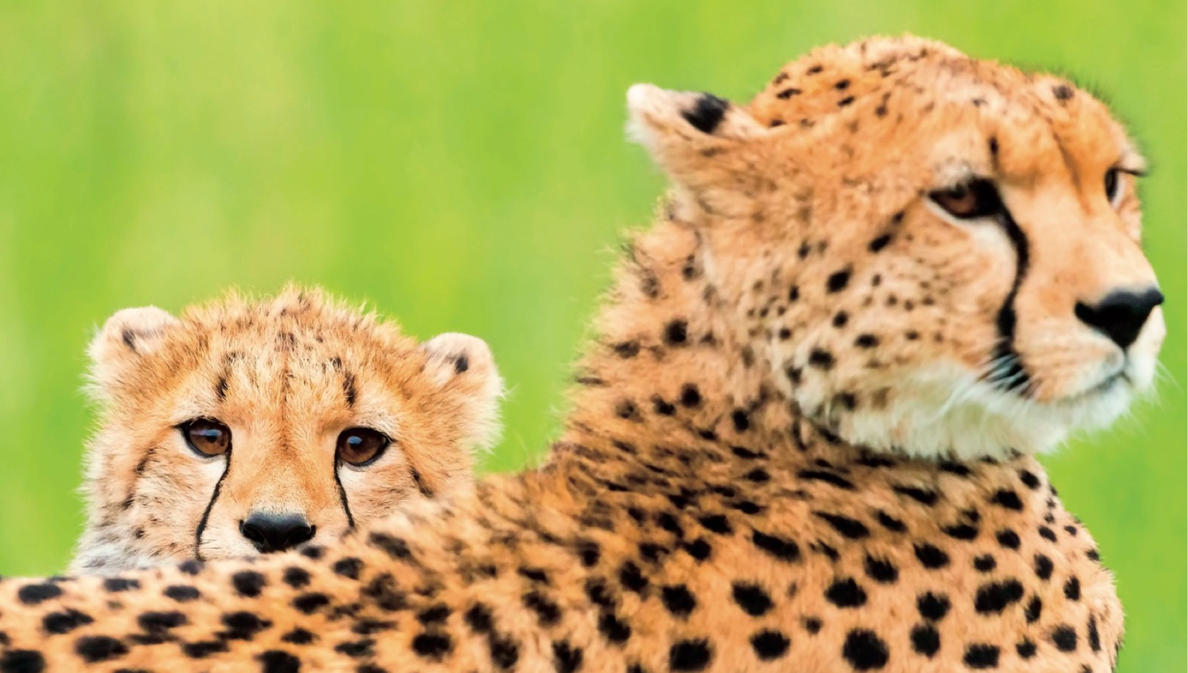 Cheetah And cub