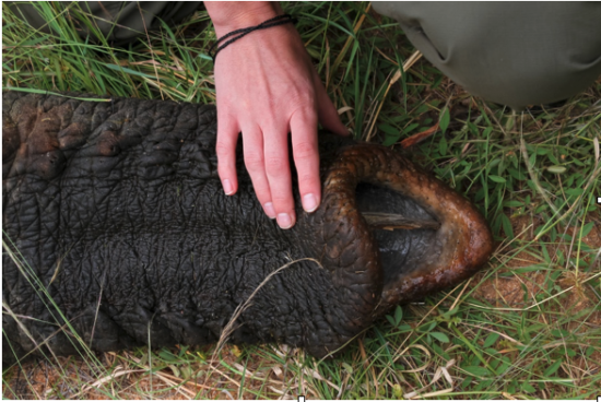 Dealing with the breathing end. (Photo: Rifumo Mathebula)