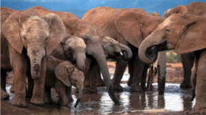 A family of African elephants drink at a waterhole in Addo Elephant National Park. (Photo: EPA / Jon Hrusa)