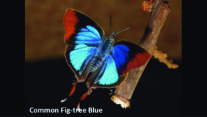 Common Fig Tree Blue