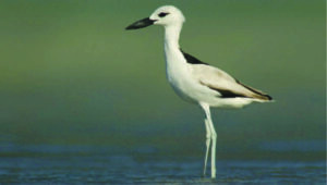 crab plover