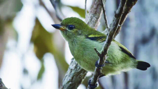 Green Tinkerbird - eBird
