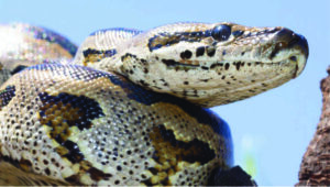 Heat sensory pits visible on the upper lip. Copyright Johan Marais