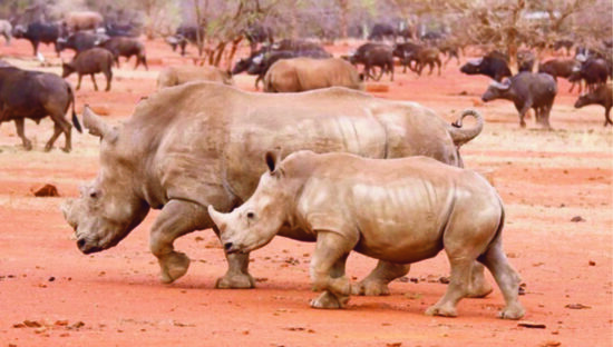 2 rhino