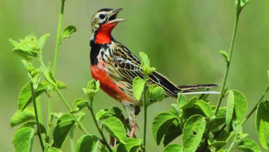 Rosy-throated Longclaw - African Bird Club