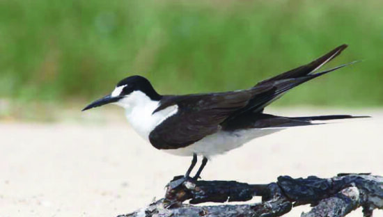 Sooty Tern - observation