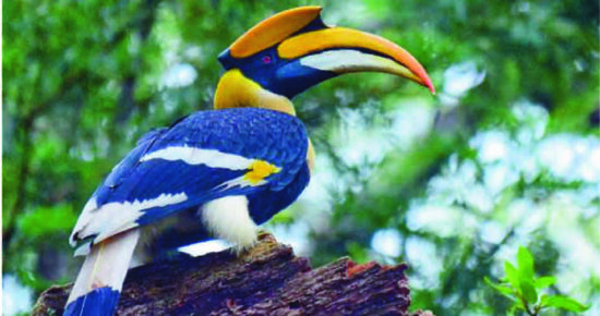Great Hornbill - Indian and Asian Hornbills can be far more ornate than their African cousins - eBird