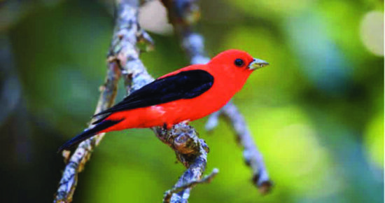 Scarlet Tanager - one member of a vibrant family of generalists eating insects, fruits and anything else they can get