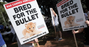 Campaign Against Canned Hunting activists march in Johannesburg against canned lion hunting on 15 March 2014. (Photo: Gallo Images / Foto24 / Mary-ann Palmer) 
