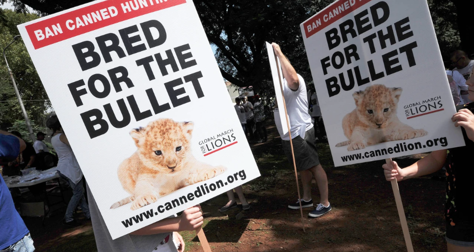 Campaign Against Canned Hunting activists march in Johannesburg against canned lion hunting on 15 March 2014. (Photo: Gallo Images / Foto24 / Mary-ann Palmer) 