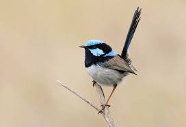 Superb FairyWren - the Australian upgrade on a Africa and Asia_s Prinia_s