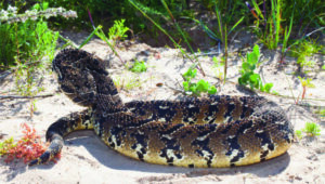 KTK - Puff Adder in striking position. Copyright Johan Marais