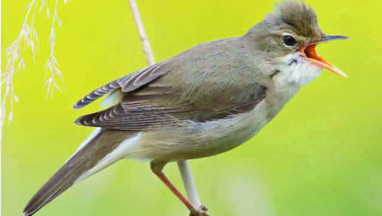 Marsh Warbler - ebird - the scracthes, trills and chacks of this species can go unnoticed, but is an example of where homework is key