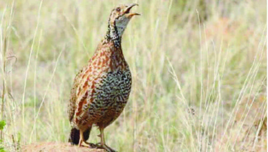 Shelley_s Francolin - some birds, such as this one, have distinctive donkey bridges which aid in identification by song