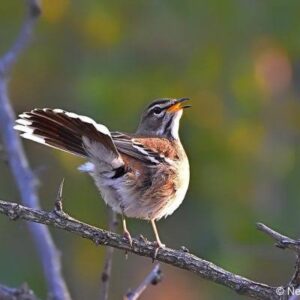 White-browed Scrub Robin- the thin sweet melodic repituons of each individuals unique song mean thay this species often is heard but rarely confidently identified