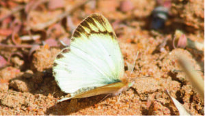 Pic 4 Southern small orange tip female xanthotes form