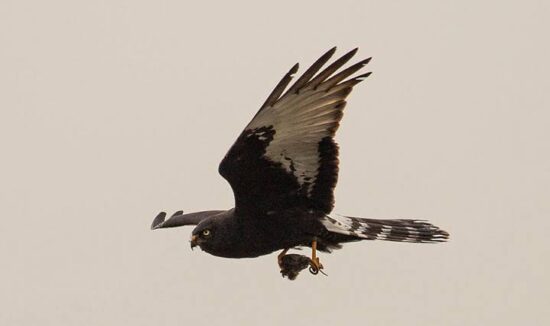 Black Harrier - endemic to SA, best being sought along west and south coast farmlands. John Edwards