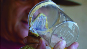 Extracting venom