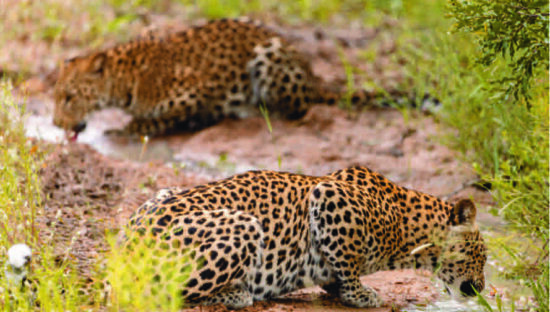 Kapama leopard