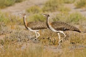 Ludwig_s Bustard - an inhabitant of the deep karoo moving between bushmanland and namaqualand through the year. Birdlife SA [56]