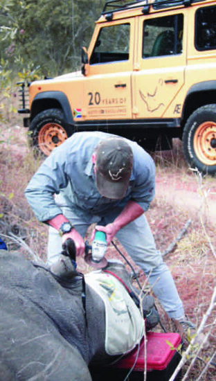 dehorning rhino and makalali