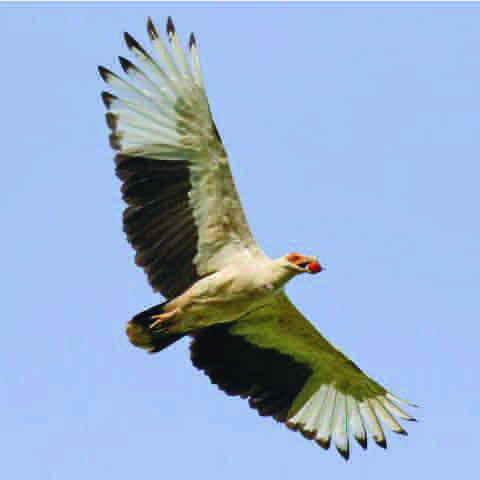 Palmnut Vulture - eBird2