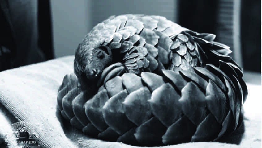 Pangolin - Panthera Photo Safaris2